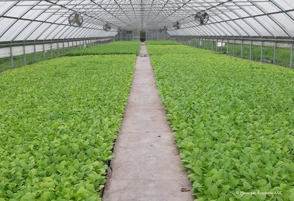 L'Azerbaïdjan envisage d'augmenter  la production de tabac