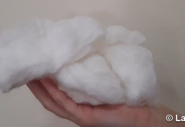Le prix d'achat du coton brut a été fixé au Kazakhstan