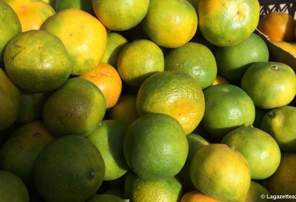 Plus d'un million de tonnes de légumes ont été produits en Azerbaïdjan au cours des sept premiers mois de 2020