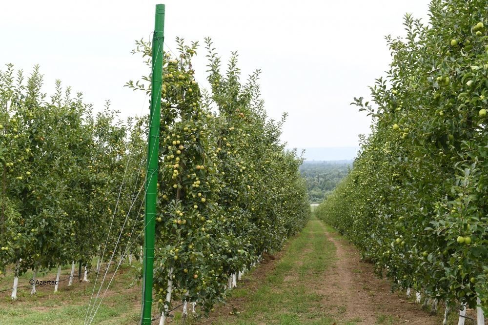 Visite de l’exploitation horticole « Bal meyve » à Balaken