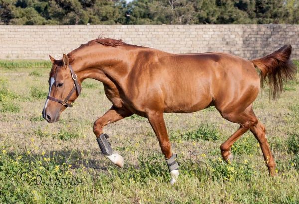 Azerbaïdjan : le cheval du Karabagh, une race appartenant au patrimoine mondiale de l'humanité