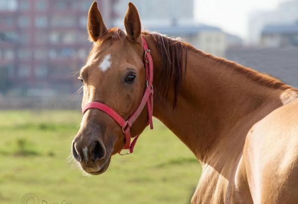 Les chevaux du Karabagh de l'Azerbaïdjan sont considérés comme l’incarnation de la liberté et de la noblesse