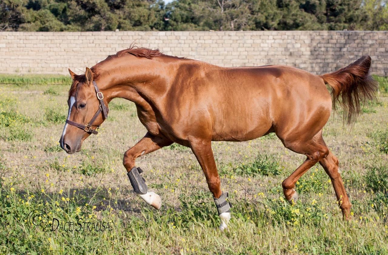 Azerbaïdjan : le cheval du Karabagh, une race appartenant au patrimoine mondiale de l'humanité