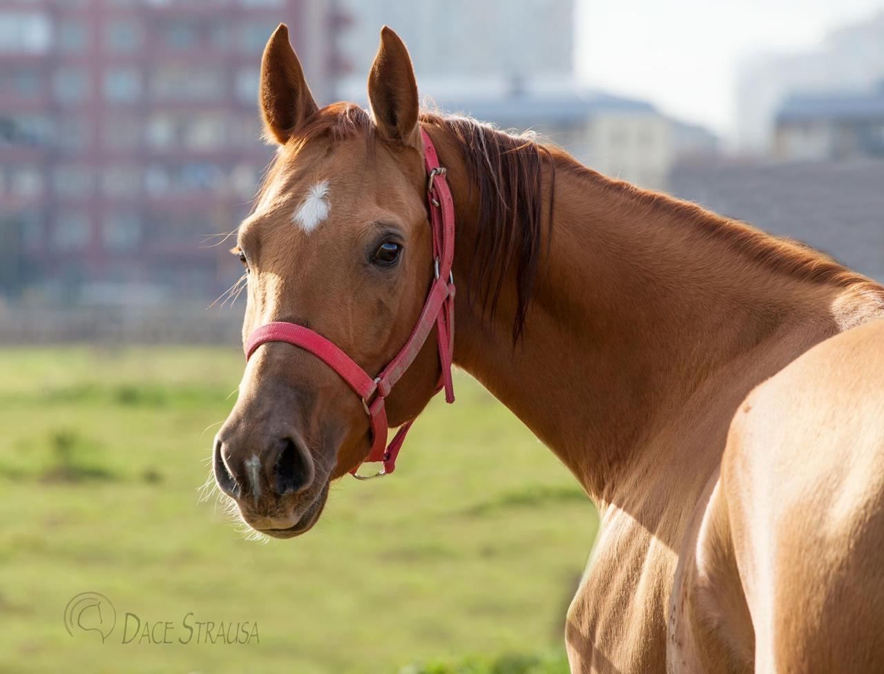 Les chevaux du Karabagh de l'Azerbaïdjan sont considérés comme l’incarnation de la liberté et de la noblesse