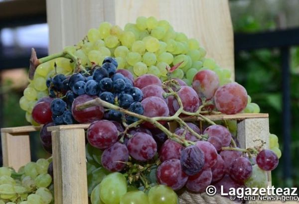 Géorgie : début de la récolte du raisin de table