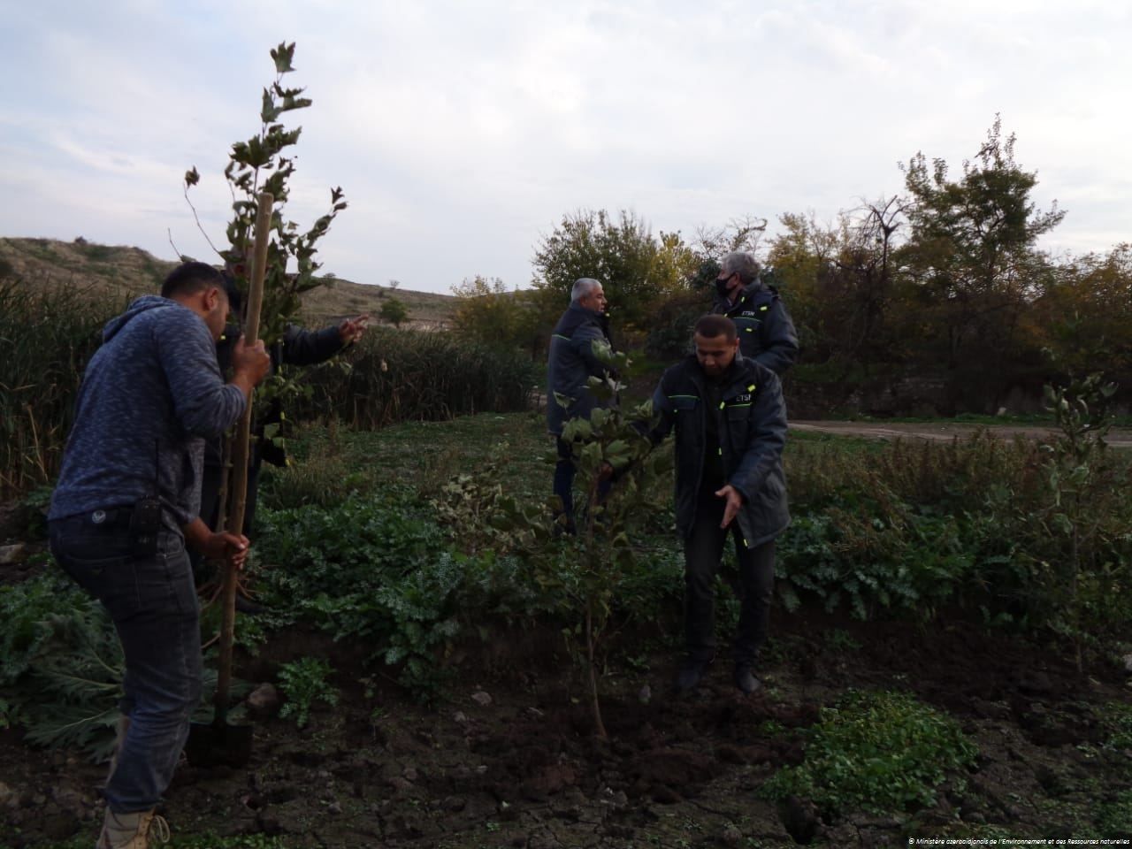 Des platanes orientaux ont été plantés dans le village de Garghabazar de la région de Fuzouli libéré de l'occupation arménienne (PHOTO)