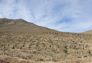 L'Azerbaïdjan plante des platanes orientaux dans la région de Zenguilan, libérée de l'occupation arménienne