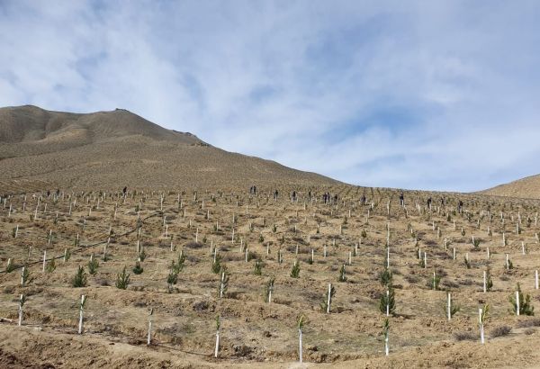 L'Azerbaïdjan plante des platanes orientaux dans la région de Zenguilan, libérée de l'occupation arménienne