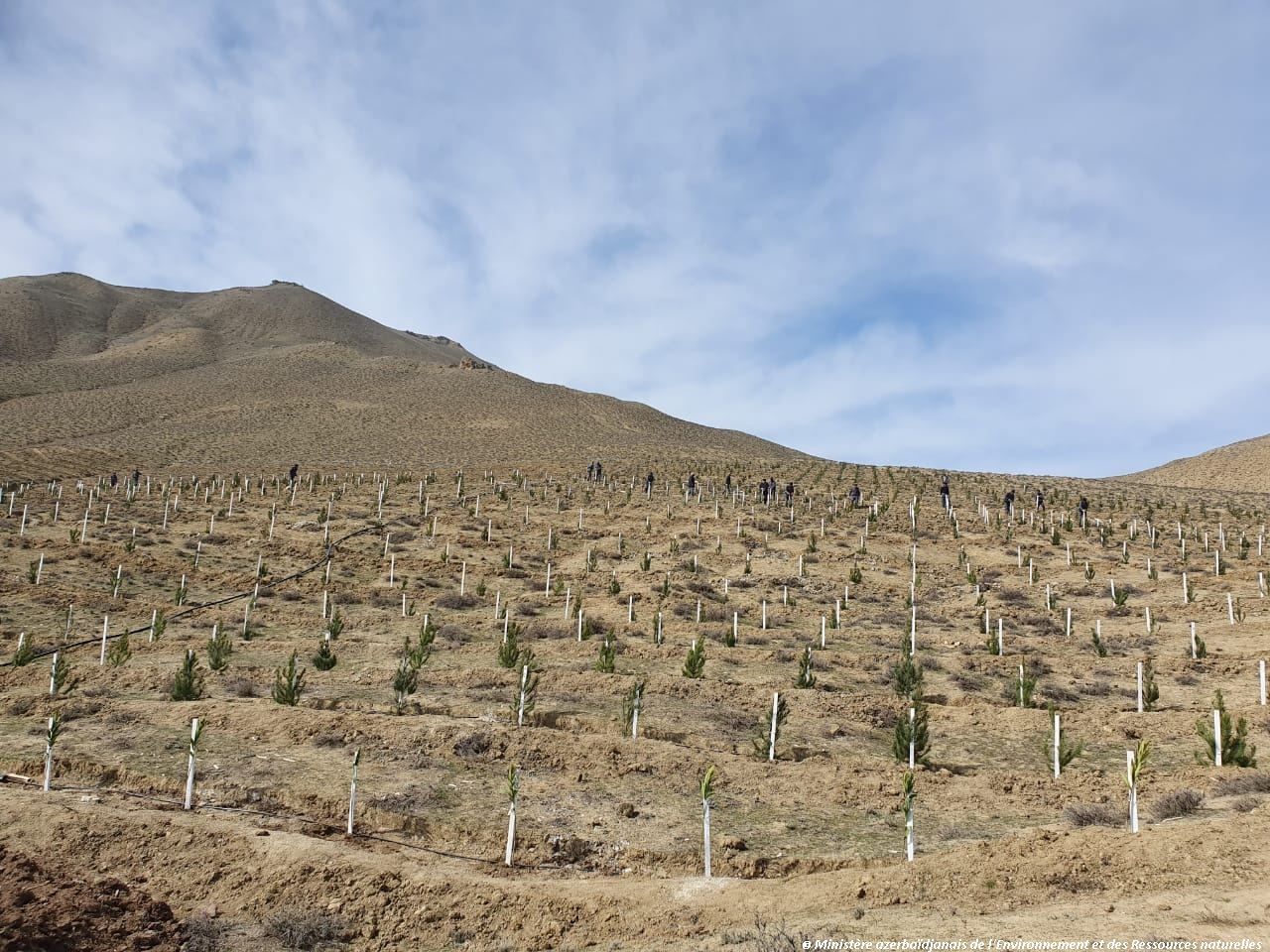 L'Azerbaïdjan plante des platanes orientaux dans la région de Zenguilan, libérée de l'occupation arménienne