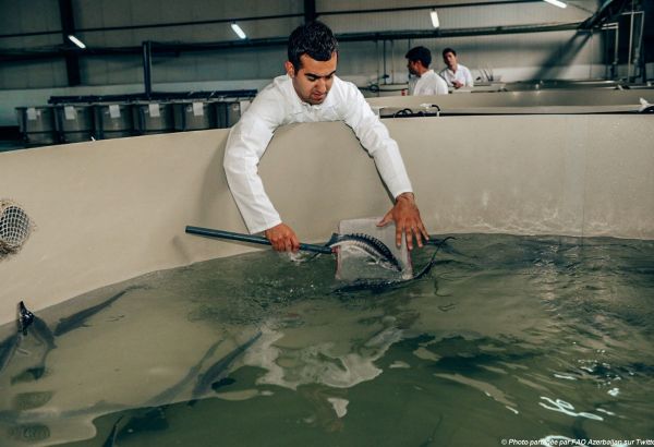 FISHCap : L'Azerbaïdjan a officiellement approuvé l'un des projets mis en œuvre dans le cadre du Programme de Partenariat FAO-Turquie sur la pêche