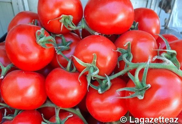 L'Agence azerbaïdjanaise de la Sécurité Alimentaire examine actuellement la question concernant l'interdiction temporaire des importations de tomates et de pommes de l'Azerbaïdjan par la Russie