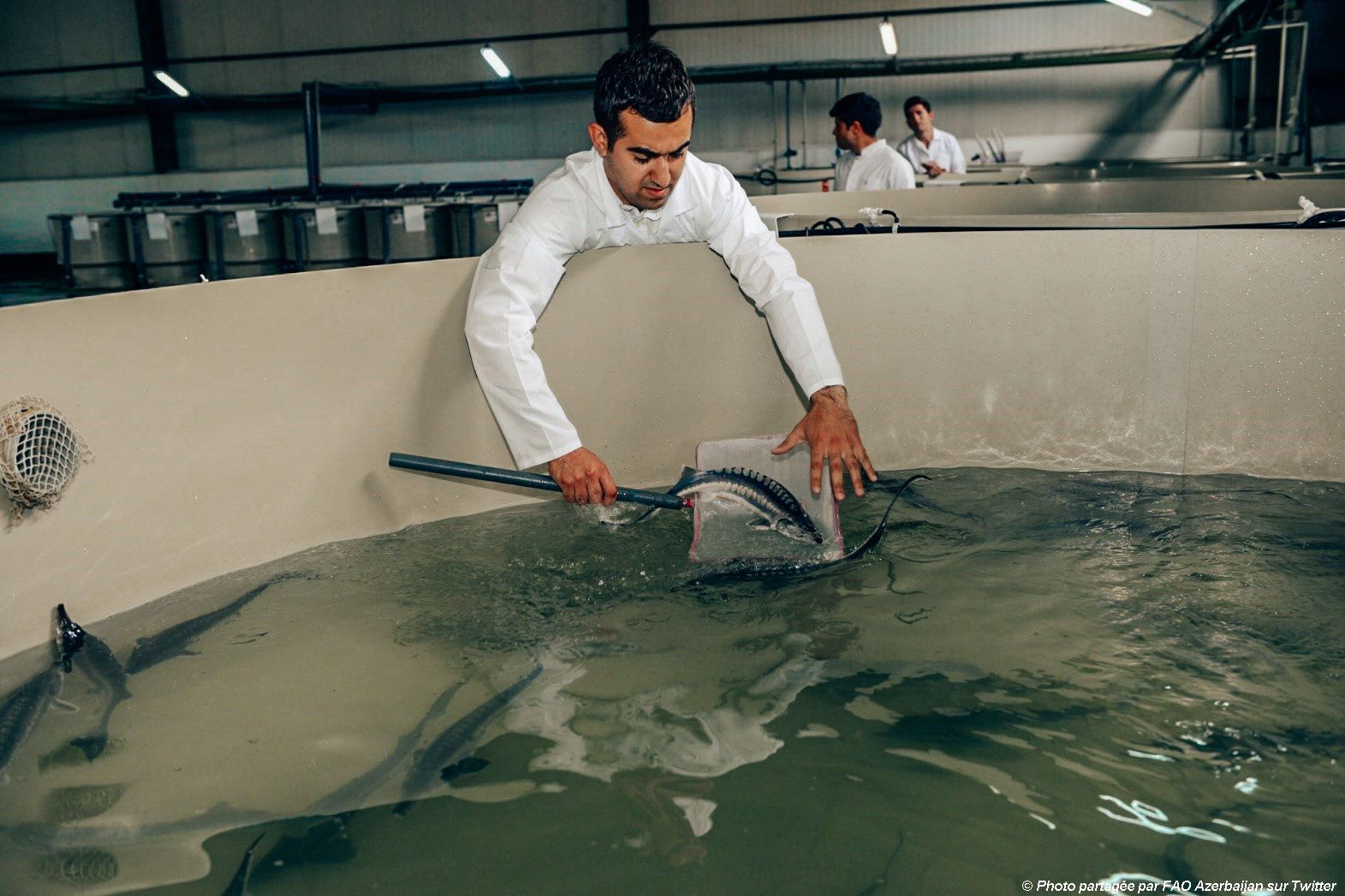 FISHCap : L'Azerbaïdjan a officiellement approuvé l'un des projets mis en œuvre dans le cadre du Programme de Partenariat FAO-Turquie sur la pêche