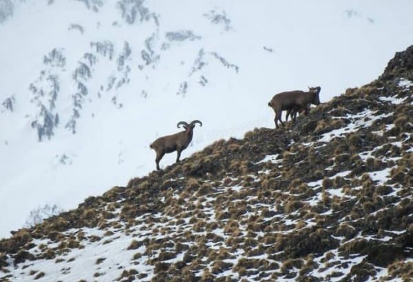 Conservation de la biodiversité : la population du Tur du Caucase de l'Est est en augmentation en Azerbaïdjan (PHOTO/VIDEO)