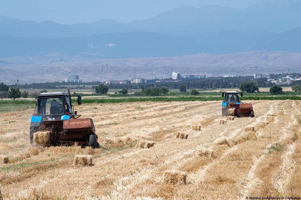 Le Département de l'Agriculture des États-Unis (USDA) prévoit le volume de production d'orge de l'Azerbaïdjan pour la saison agricole 2020/2021