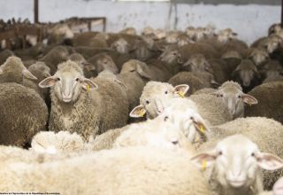 La FAO a défini une stratégie pour un élevage sain et productif en Europe et en Asie centrale