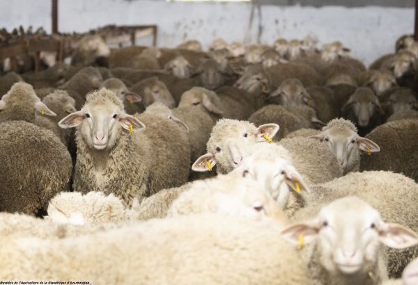 La FAO a défini une stratégie pour un élevage sain et productif en Europe et en Asie centrale