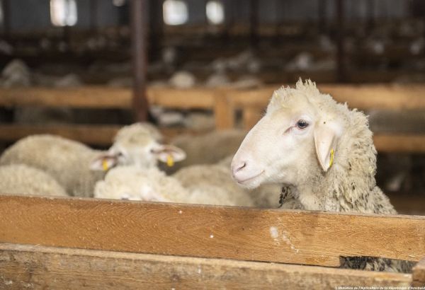 Les races ovines à viande et laitières Lacaune, Landschaft Merino, İle de France et Suffolk ont été livrés depuis l'Europe vers l'Azerbaïdjan (PHOTO)