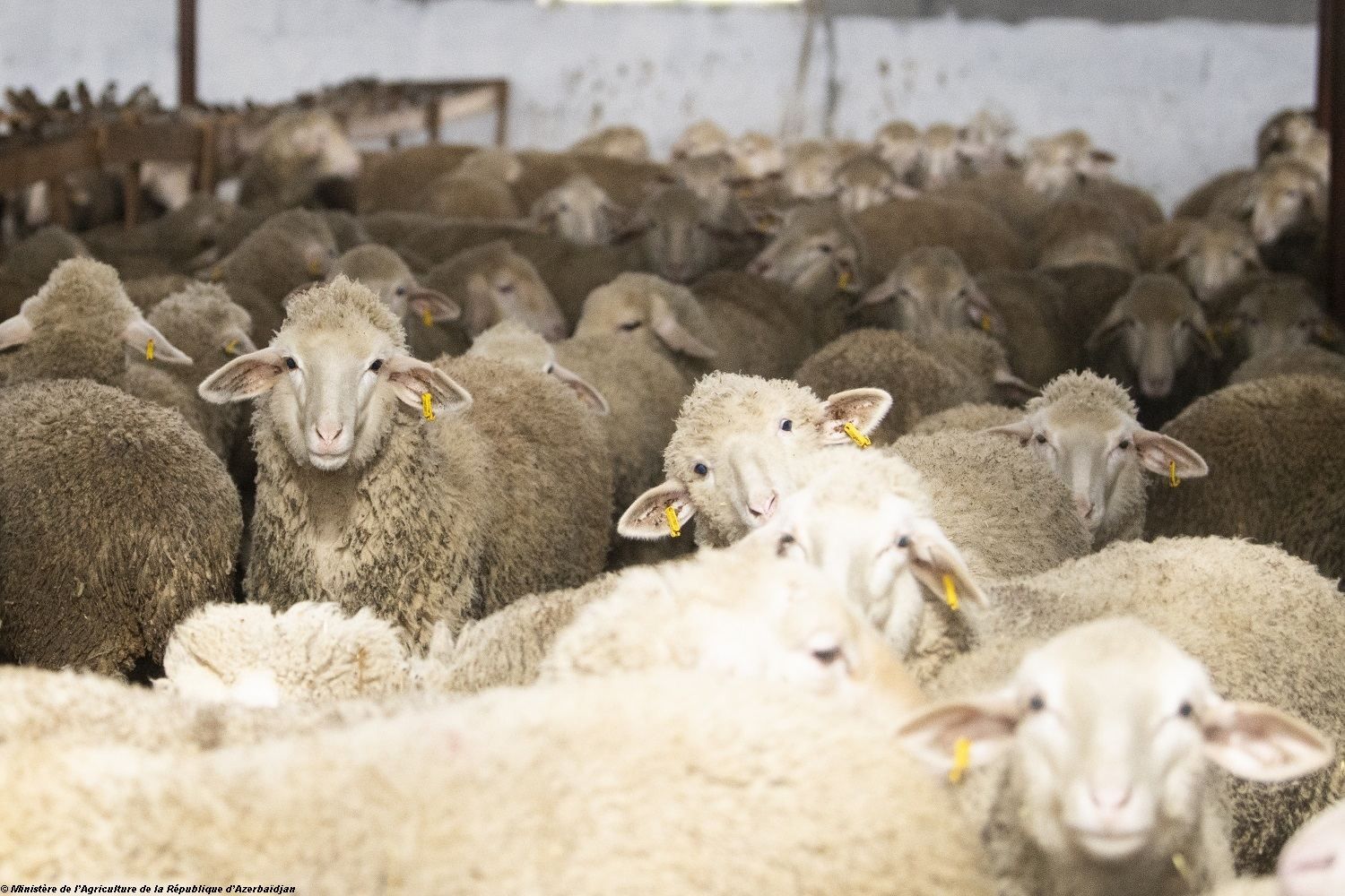La FAO a défini une stratégie pour un élevage sain et productif en Europe et en Asie centrale