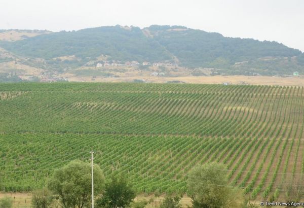 L´Agence française de développement a alloué des fonds pour soutenir la modernisation de l'agriculture en Géorgie