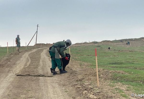 L'Institut américain Marshall Legacy envoie des chiens détecteurs de mines en Azerbaïdjan