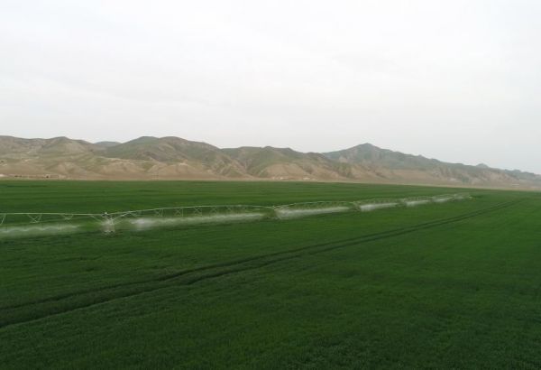 L'Azerbaïdjan et l'Allemagne mettent en œuvre des projets agricoles conjoints