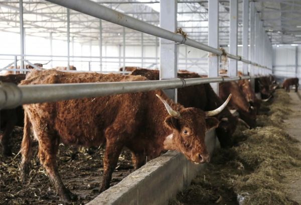 La France va accorder une subvention pour soutenir l'agriculture en Géorgie