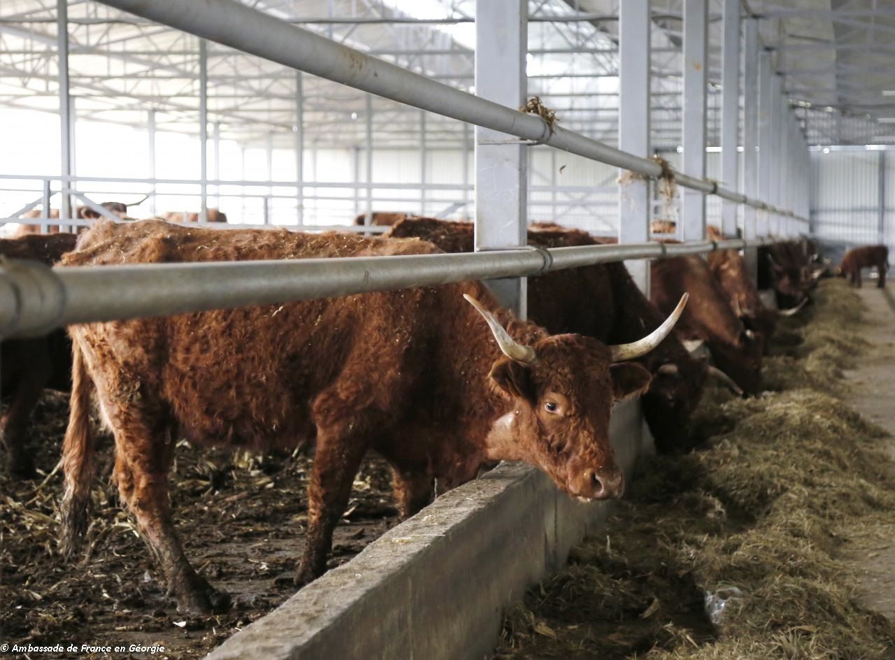 La France inaugure une ferme d'élevage moderne en Géorgie