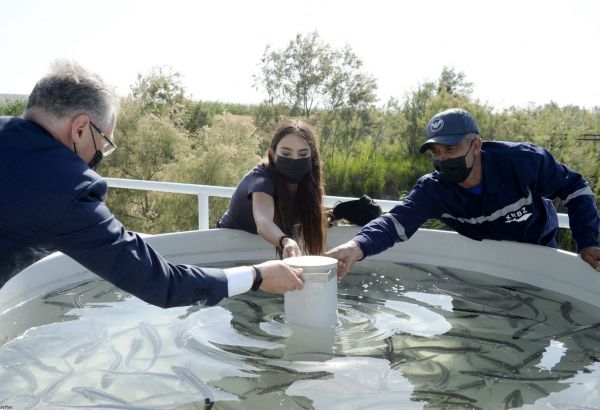 Leyla Aliyeva participe à une cérémonie de lâcher d’esturgeons dans l'eau