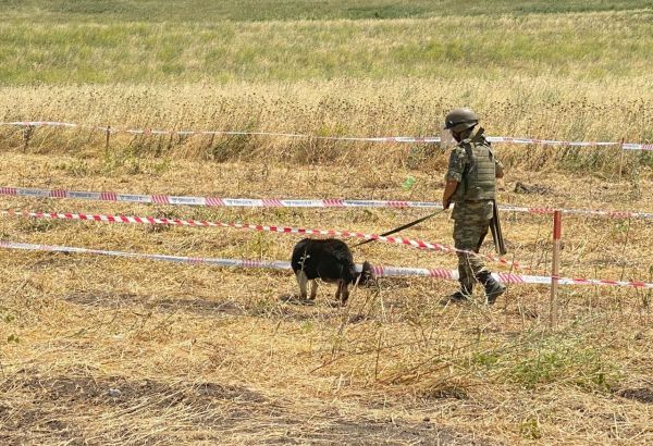 La Grande-Bretagne alloue 500 000 £ au déminage des territoires azerbaïdjanais libérés