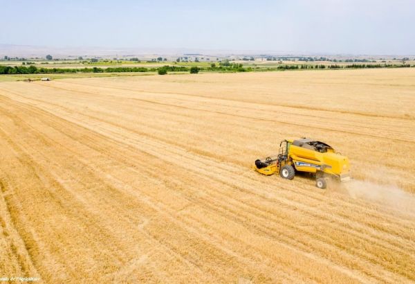 Les prix alimentaires mondiaux sont au plus haut depuis dix ans, affirme la FAO