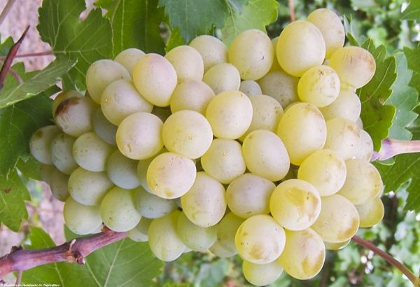 Une nouvelle variété de raisin a été cultivée en Azerbaïdjan