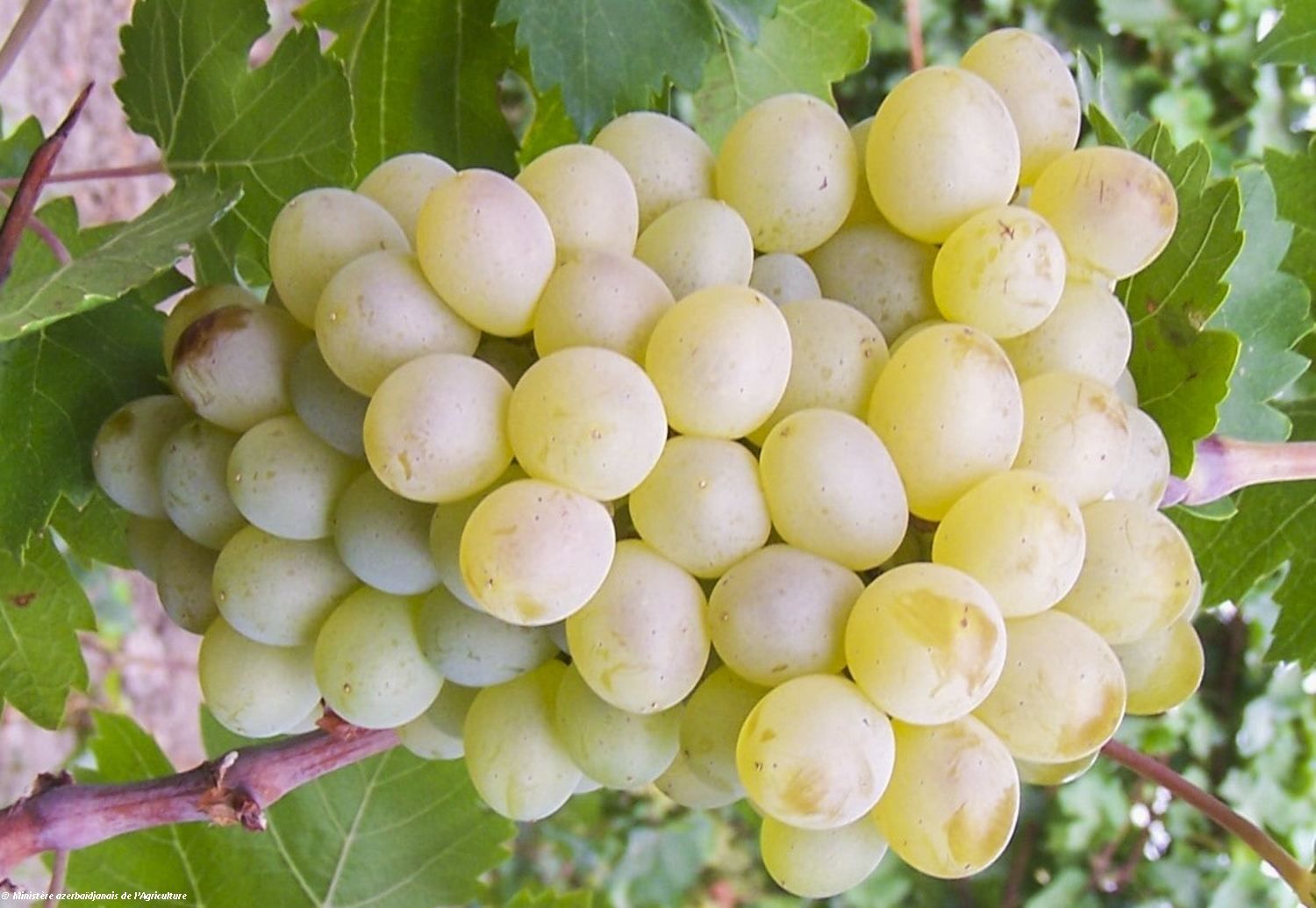 Une nouvelle variété de raisin a été cultivée en Azerbaïdjan