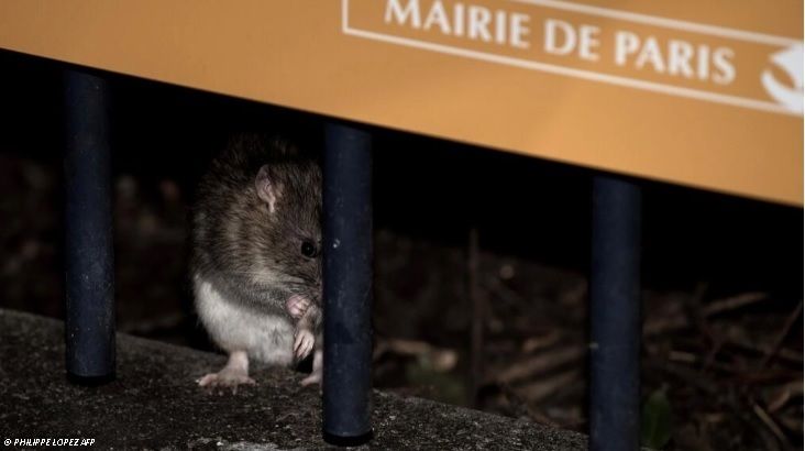 COHABITATION OU ÉRADICATION : LE SORT DES RATS DIVISE LES ÉLUS PARISIENS