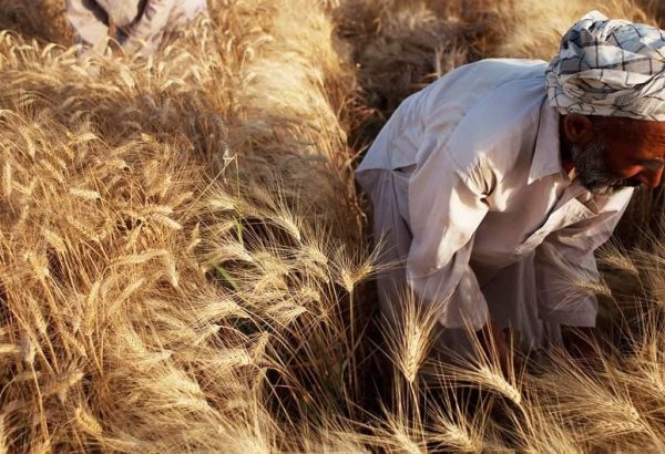 LES PRIX MONDIAUX DES DENRÉES ALIMENTAIRES REBONDISSENT SUR FOND D'INQUIÉTUDES CONCERNANT LES EXPORTATIONS DE CÉRÉALES ET LA PRODUCTION MONDIALE