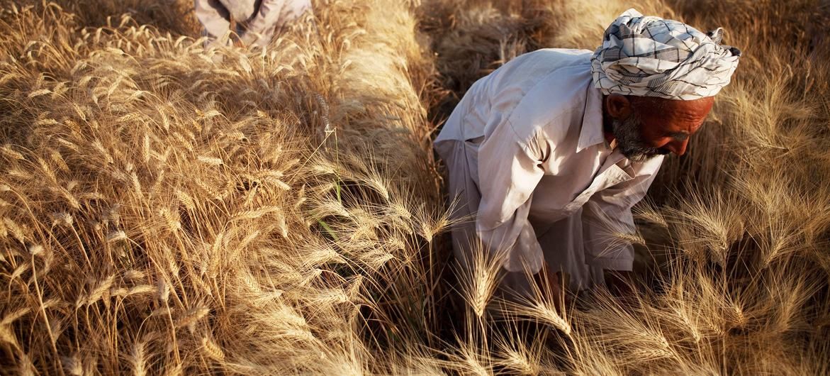 LES CATASTROPHES ONT CAUSÉ DES PERTES DE RÉCOLTES DE 3,8 MILLIARDS DE DOLLARS EN 30 ANS, SELON LA FAO