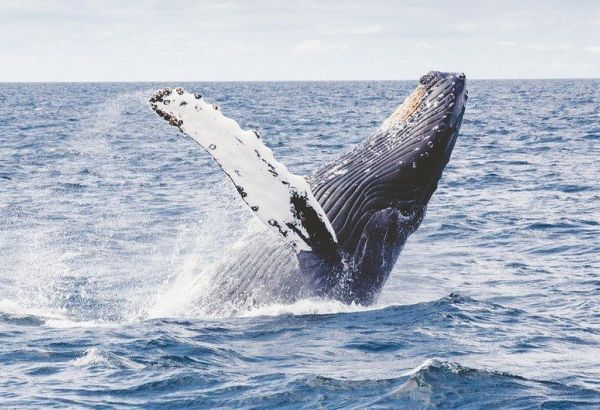 LES OCÉANS ATTEIGNENT UN NOUVEAU RECORD DE TEMPÉRATURE DANS LE CONTEXTE DU CHANGEMENT CLIMATIQUE