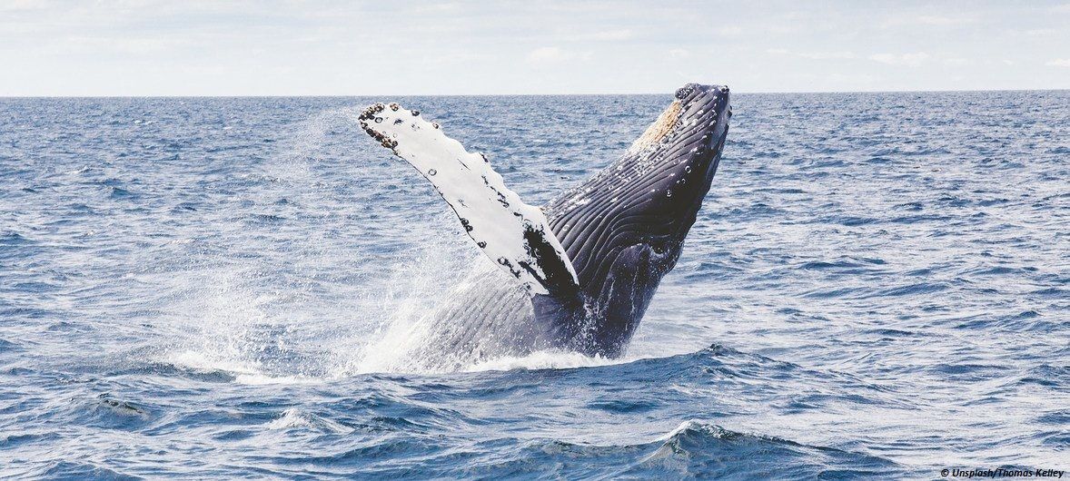 LES OCÉANS ATTEIGNENT UN NOUVEAU RECORD DE TEMPÉRATURE DANS LE CONTEXTE DU CHANGEMENT CLIMATIQUE