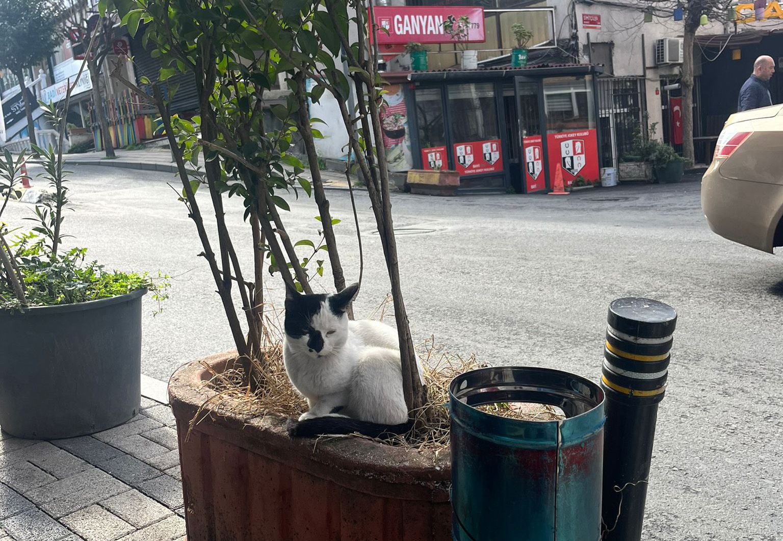 LES CHATS D'ISTANBUL : SYMBOLES DE LA VILLE ET AMIS DES HABITANTS