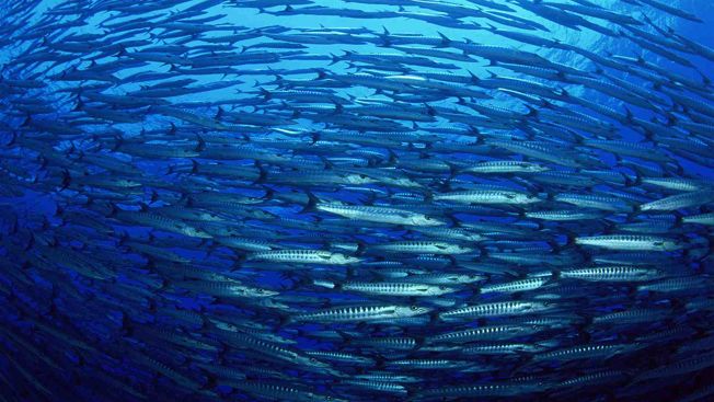 BIODIVERSITÉ : LE SECRÉTAIRE GÉNÉRAL DE L'ONU APPELLE À UNE PLUS GRANDE ACTION POUR PROTÉGER LES OCÉANS