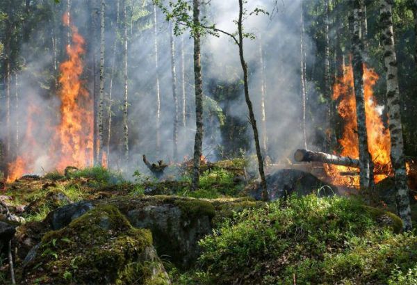 LES FEUX DE FORÊT EN GRÈCE SONT "LES PLUS GRANDS JAMAIS ENREGISTRÉS" EN EUROPE