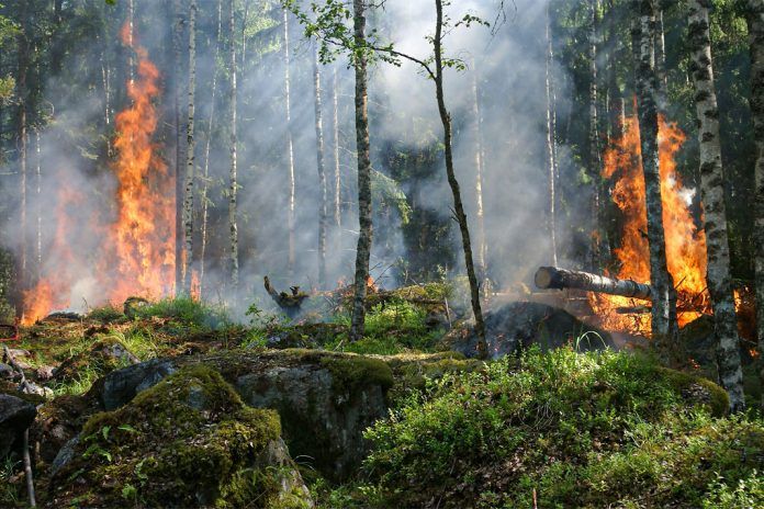 LES FEUX DE FORÊT EN GRÈCE SONT "LES PLUS GRANDS JAMAIS ENREGISTRÉS" EN EUROPE