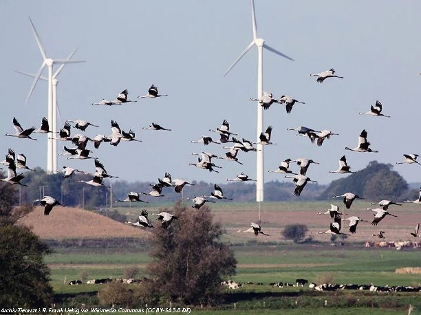 LES VENTES MONDIALES DE TURBINES ÉOLIENNES MONTENT EN FLÈCHE