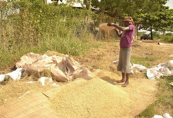 LES PRIX MONDIAUX DES DENRÉES ALIMENTAIRES RETOMBENT À LEUR NIVEAU LE PLUS BAS DEPUIS DEUX ANS, MALGRÉ UNE FORTE AUGMENTATION DU PRIX DU RIZ