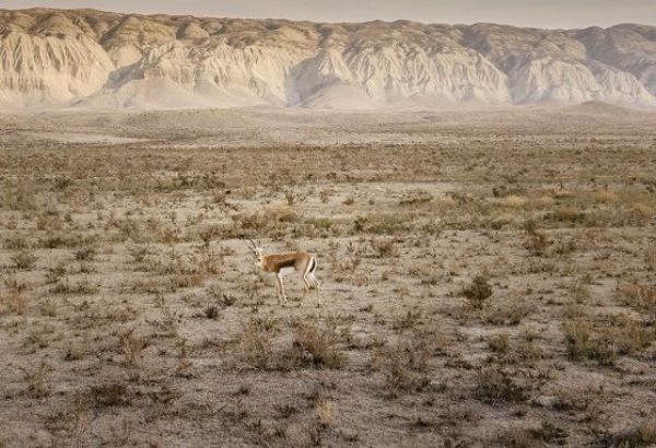LA GÉORGIE REÇOIT 16 GAZELLES DE L'AZERBAÏDJAN POUR SES EFFORTS DE RÉTABLISSEMENT DE LA POPULATION ANIMALE
