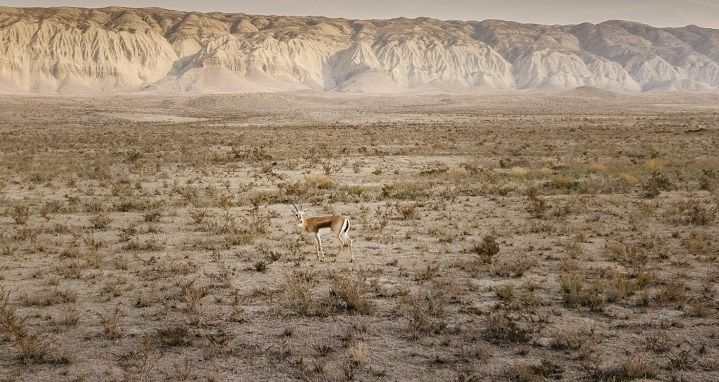 LA GÉORGIE REÇOIT 16 GAZELLES DE L'AZERBAÏDJAN POUR SES EFFORTS DE RÉTABLISSEMENT DE LA POPULATION ANIMALE