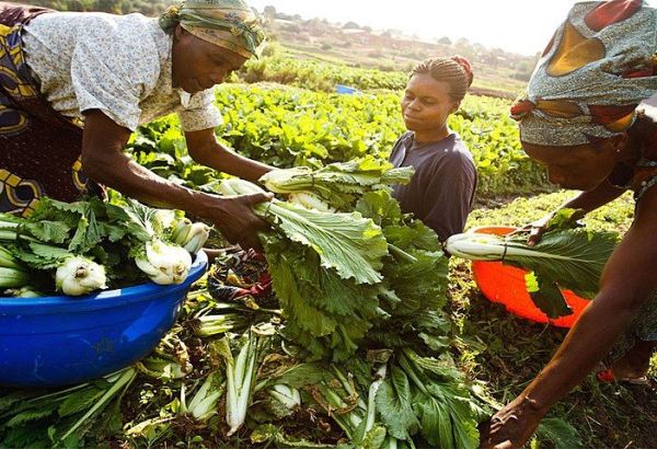 LE CHANGEMENT CLIMATIQUE AFFECTE DE MANIÈRE DISPROPORTIONNÉE LES FEMMES RURALES, LES PAUVRES ET LES PERSONNES ÂGÉES, SELON LA FAO