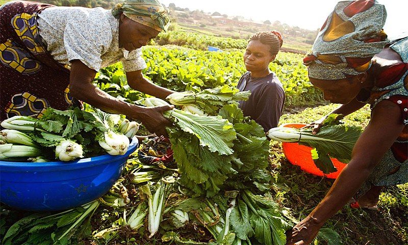 LE CHANGEMENT CLIMATIQUE AFFECTE DE MANIÈRE DISPROPORTIONNÉE LES FEMMES RURALES, LES PAUVRES ET LES PERSONNES ÂGÉES, SELON LA FAO