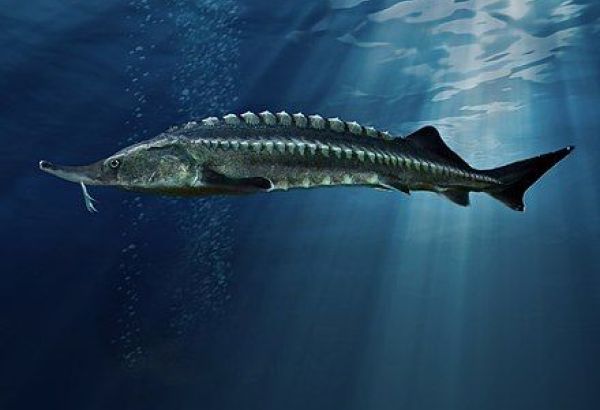 LA BANQUE MONDIALE VA FINANCER UN PROJET DE DÉPOLLUTION DE LA MER CASPIENNE