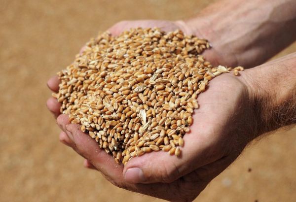 L’AZERBAÏDJAN ET LA RUSSİE RENFORCENT LEUR COOPÉRATİON DANS LE SECTEUR AGRİCOLE