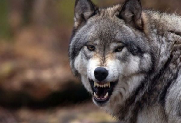 DANS LE DISTRICT DE CHEKI, UN LOUP A INVESTI LE VILLAGE DE BIDEYIZ